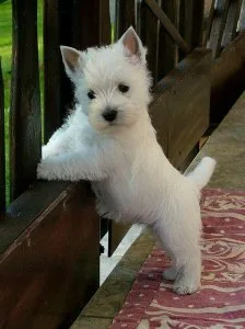 West highland White Terrier puppies