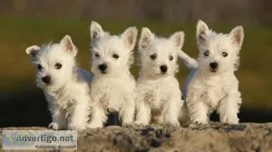 West highland White Terrier puppies