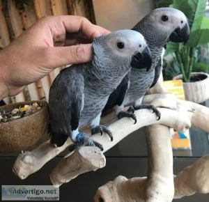 Congo African Grey parrot Pair