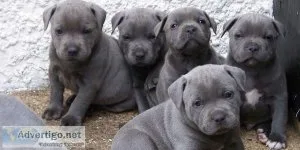 Staffordshire Bull Terrir Pups