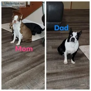 Boston Terrier puppies