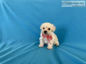 Poodle Puppies