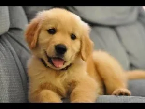 AKC Golden Retriever puppies
