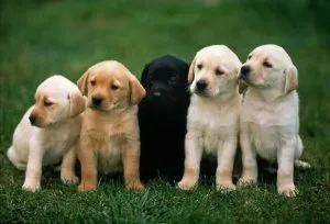 Labrador Retriever Puppies