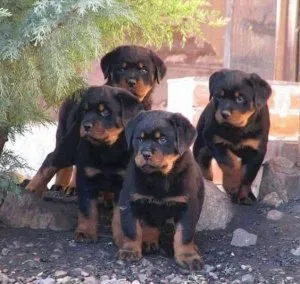 Pure bred AKC Rottweiler Puppies