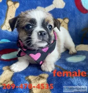 shitzu jack russell mix