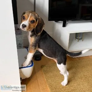 Beautiful Beagle Pups Available