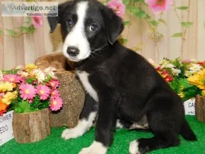 Chicago Farm Collie Puppies. Super Smart