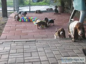 Basset Hound Puppies
