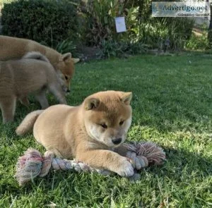 Female Shiba Inu puppies