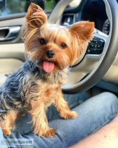 Yorkie puppy