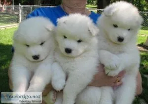 Samoyed Puppies looking for good homes.
