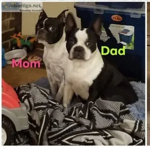 Boston Terrier puppies