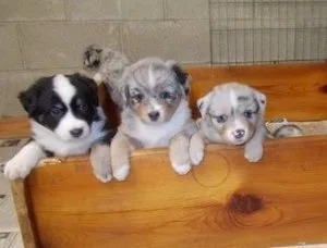 Australian Shepherd puppies