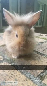 TAME SWEET BABY BUNNIES