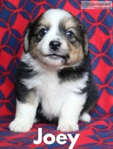 Miniature Australian shepherd