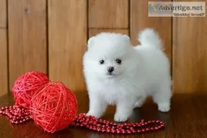 Beautiful Pomeranian Puppies