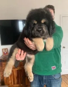 Tibetan Mastiff Puppies