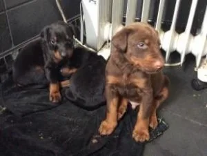 Doberman Pinscher Puppies
