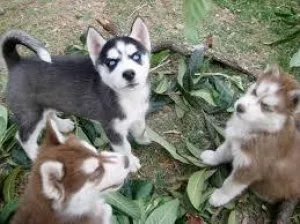 AKC  Siberian Husky puppies