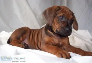 Rhodesian Ridgeback puppy