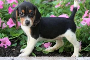 Excellent Ckc Beagle Puppies  For Re-Homing