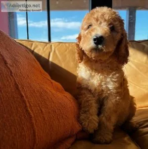 Golden doodle looking to trade
