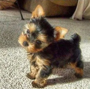 Yorkshire Terrier male