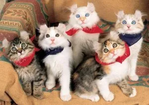 American Curl kittens