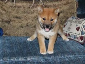 Bred pair of Shiba inu Puppies also for sale