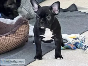 Frenchton puppies