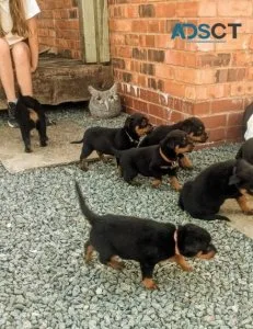 Show Quality Rottweiler