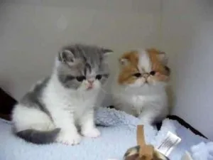 4 Exotic Short-hair kittens