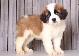 Saint Bernard puppies