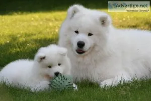 Samoyed Puppies looking for good homes