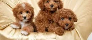 Miniature Poodle Pups