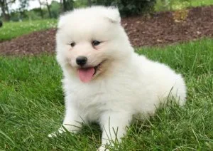 Gorgeous Samoyed Puppies For Adoption