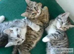 American Short-hair kittens