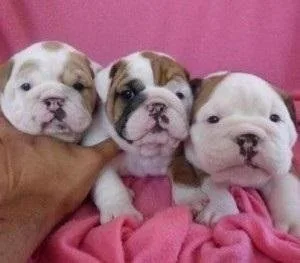 2 beautiful English bulldogs puppies