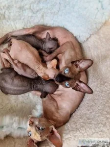 Beautiful Sphynx kittens