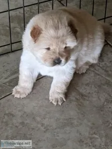 CKC Chow Chow