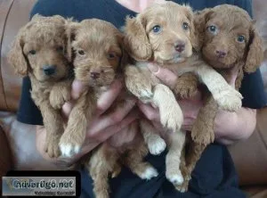 F2 cockapoo puppies ready 26th August