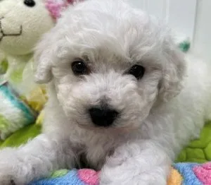Maltese Puppies(Tiny Toy pups)