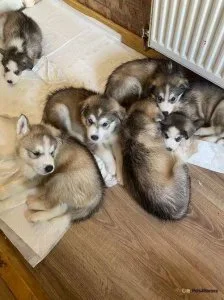 Stunning male blue eyed Siberian Husky puppy