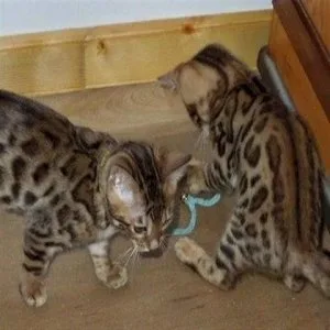 FINE Bengal Kittens - TICA Registered wBreeding Rights