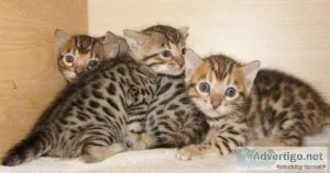 TICA Bengal Kittens