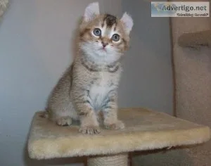 Gorgeous Solid Highlander Kitten