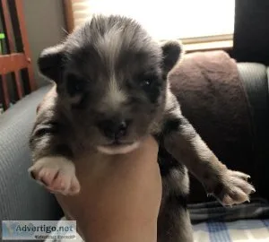 F2 Pomsky pups
