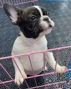 cute French bulldog Puppies ready.