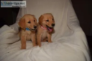 CKC Golden Retrievers Puppies